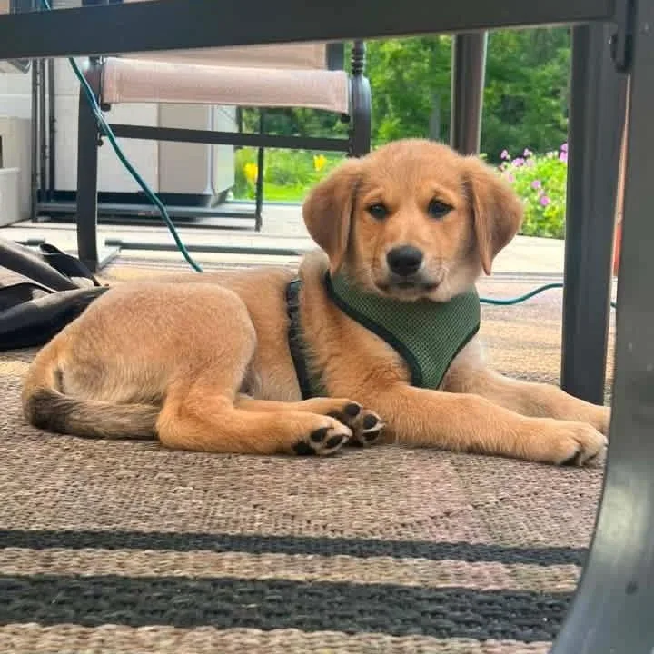 A baby medium-sized male Yellow / Tan / Blond / Fawn Golden Retriever dog named Jonny Pop for adoption in Madison, WI