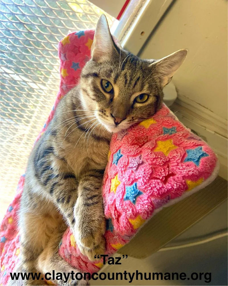 A young medium-sized male Tabby cat named Taz CCHS for adoption in Locust Grove, GA