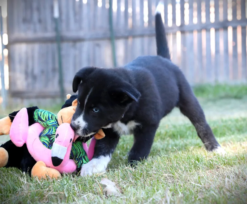 A baby medium-sized male Black Mixed Breed dog named Blizzard for adoption in Minnetrista, MN