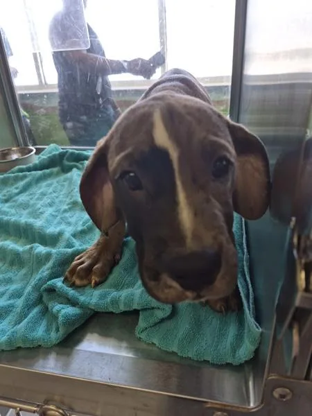 A baby small-sized female Great Dane dog named Pen Moose for adoption in Lawrenceville, GA