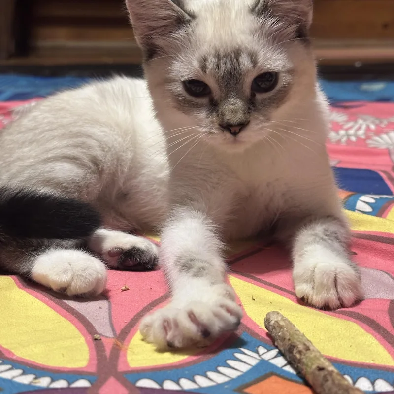 A baby medium-sized female Gray / Blue / Silver Ragdoll cat named Nimbus for adoption in Watkinsville, GA