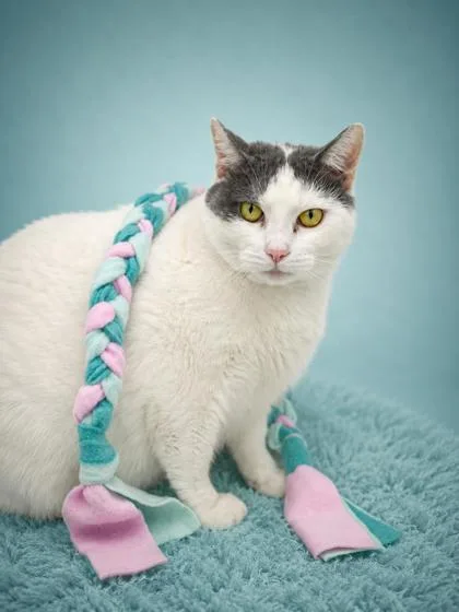 An adult extra large-sized female Domestic Short Hair cat named Pinky for adoption in Bowling Green, KY
