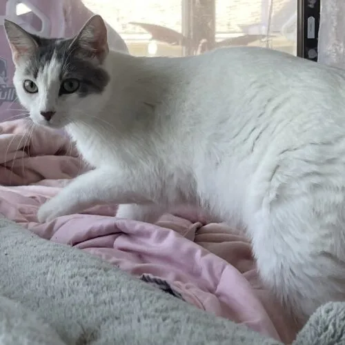 A young medium-sized female Domestic Short Hair cat named Wishmemell for adoption in Tipp City, OH