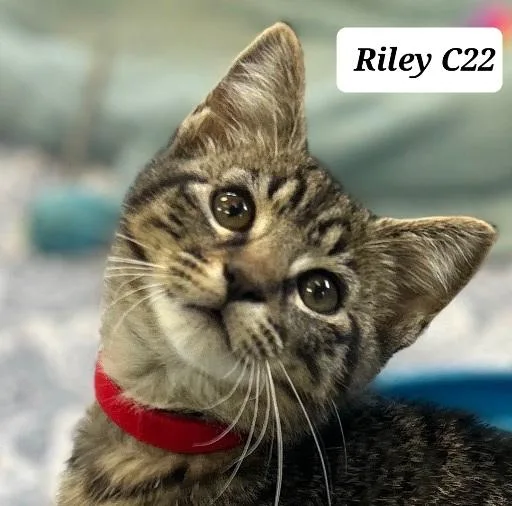 A baby medium-sized male Brown / Chocolate Domestic Short Hair cat named Riley for adoption in Morganton, NC