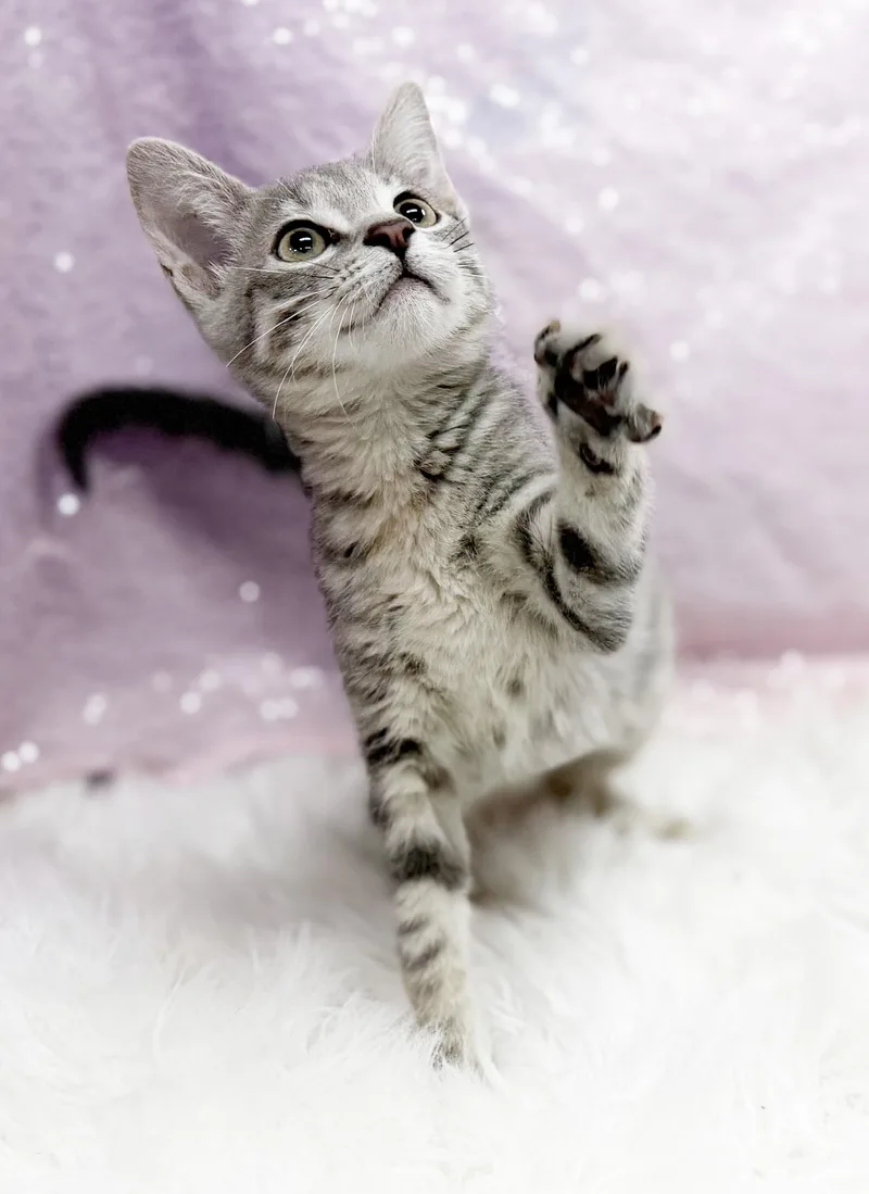 A baby small-sized female Gray / Blue / Silver Silver cat named Delphine is a living for adoption in Bedford Hills, NY