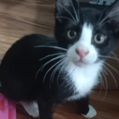 A baby small-sized male Black Domestic Short Hair cat named Tux for adoption in Edwardsville, IL
