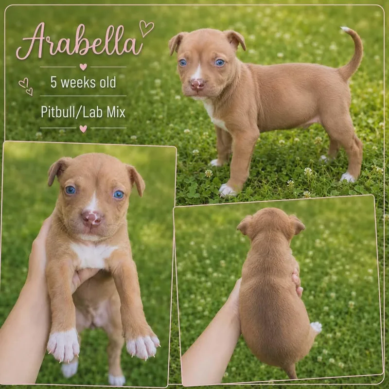 A baby medium-sized female Pit Bull Terrier dog named Arabella for adoption in Chickamauga, GA