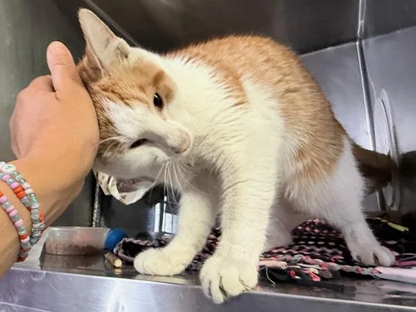 An adult medium-sized male Domestic Short Hair cat named Oj for adoption in New York, NY