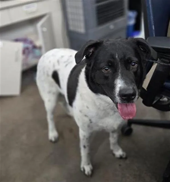 An adult large-sized female Mixed Breed dog named Oakley for adoption in Dallas, TX