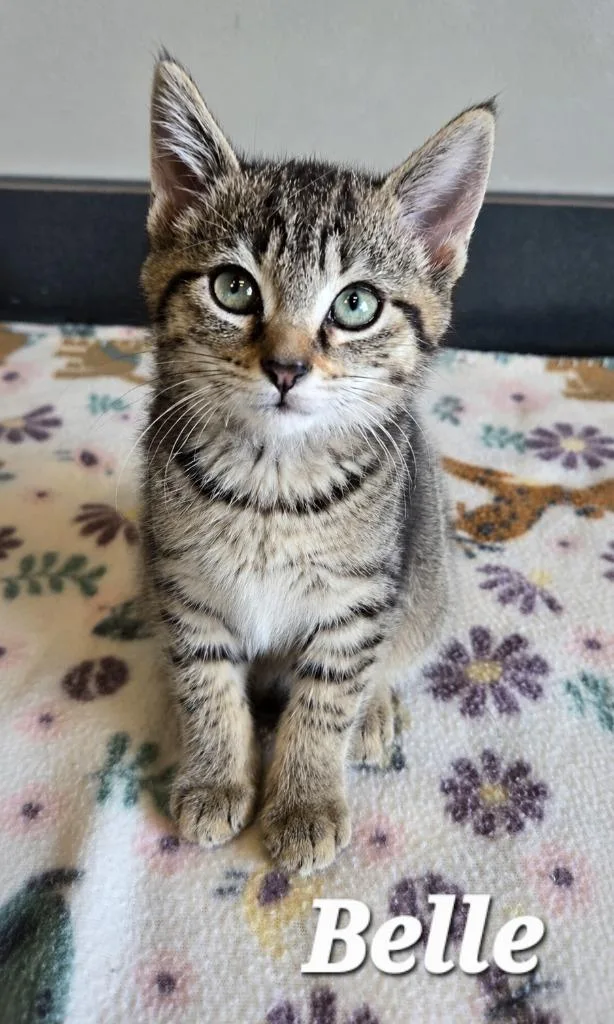 A baby small-sized female Domestic Short Hair cat named Belle for adoption in Sidney, OH