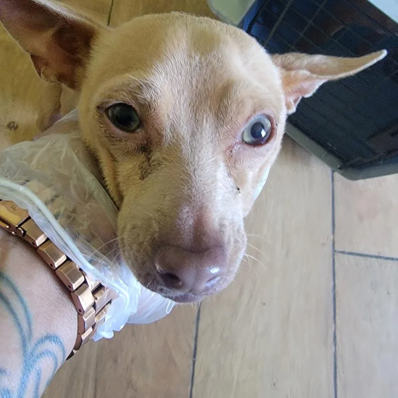 An adult small-sized male Red / Chestnut / Orange Mixed Breed dog named Ozwald for adoption in Leander, TX