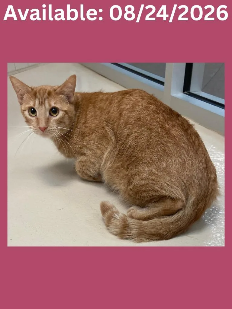 A baby medium-sized female Domestic Short Hair cat named Cat Condo  Mama for adoption in Greenville, TX