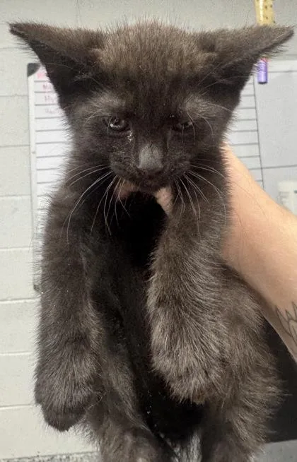A baby small-sized male Domestic Short Hair cat named Sawyer for adoption in West Chester, PA