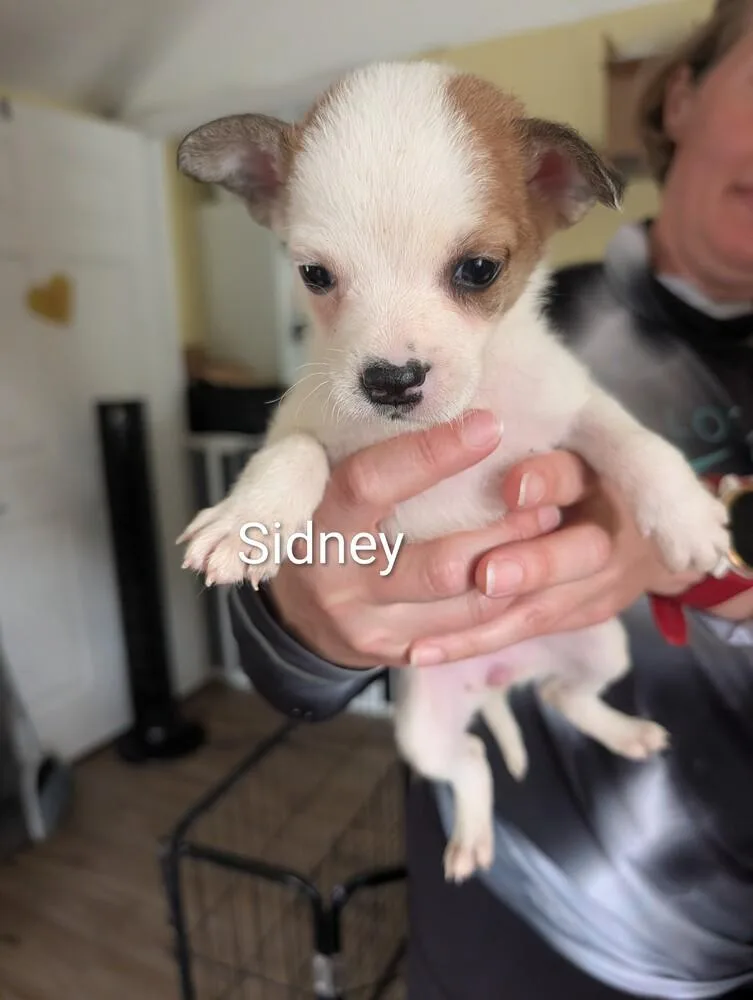 A baby small-sized female Tricolor (Brown, Black, & White) American Bulldog dog named Sidney Selina for adoption in Lakeland, FL