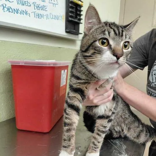 An adult medium-sized male Brown / Chocolate Domestic Short Hair cat named Jack for adoption in Perkiomenville, PA