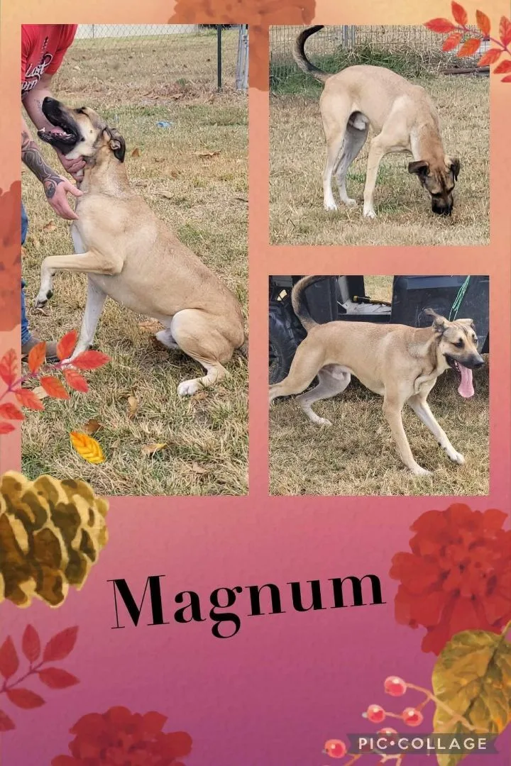 Magnum