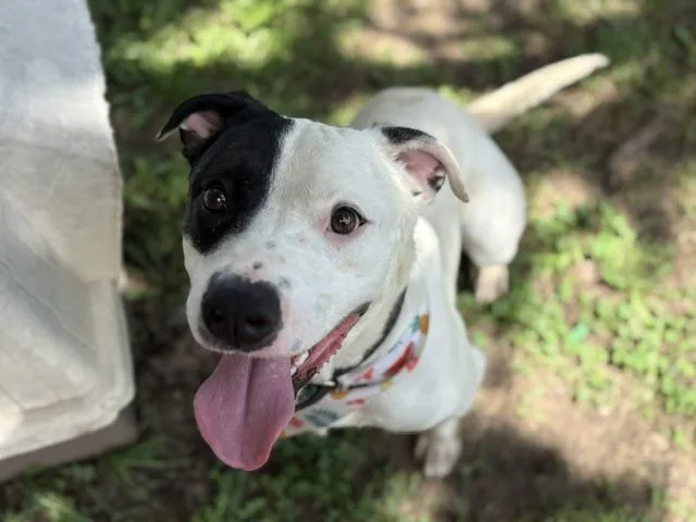 A young large-sized male Pit Bull Terrier dog named Bomber for adoption in Tulsa, OK
