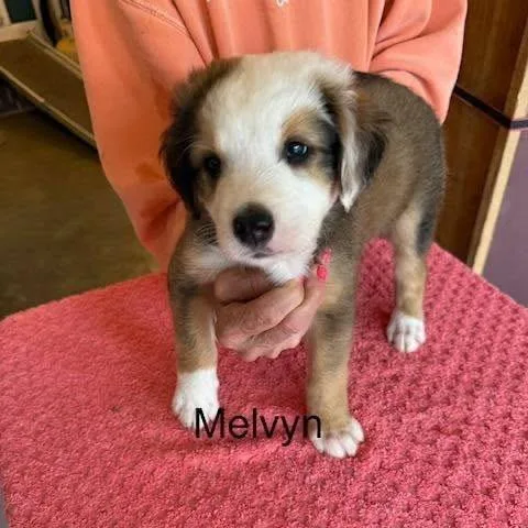 A baby medium-sized male Brown / Chocolate Mixed Breed dog named Melvyn for adoption in Alexandria, VA