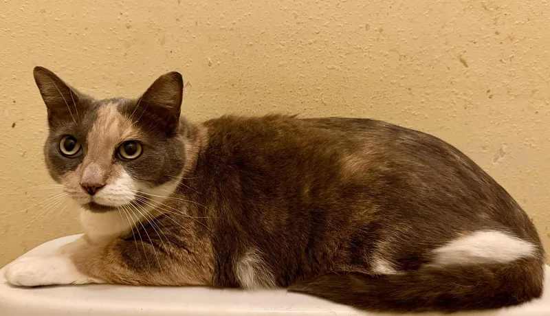 A senior medium-sized female Domestic Short Hair cat named Lucy for adoption in Oviedo, FL