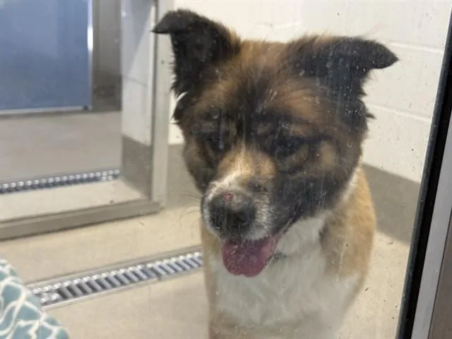 An adult large-sized male Australian Shepherd dog named Charlie for adoption in Mesa, AZ