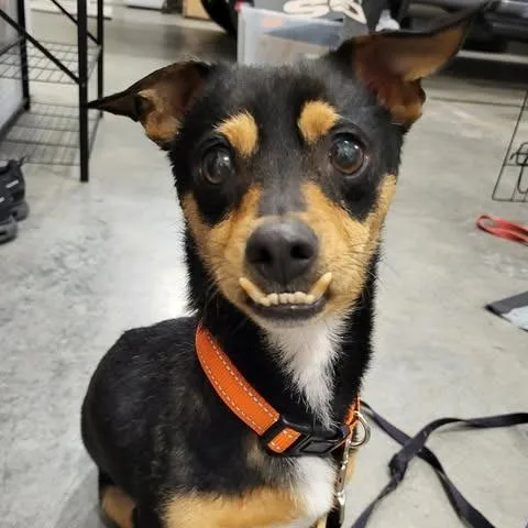 An adult small-sized male Black Chihuahua dog named Oscar for adoption in Alma, WI