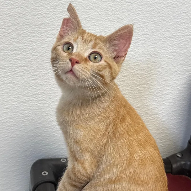 A baby small-sized male Orange / Red Domestic Medium Hair cat named Fry for adoption in Milford, IA