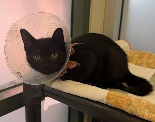 A baby small-sized male Domestic Short Hair cat named Radish for adoption in Dublin, CA