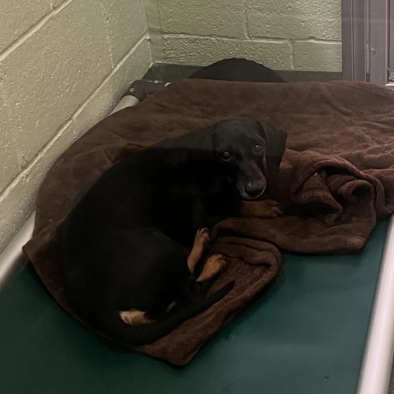 An adult small-sized male Brown / Chocolate Dachshund dog named Pete for adoption in West Palm Beach, FL