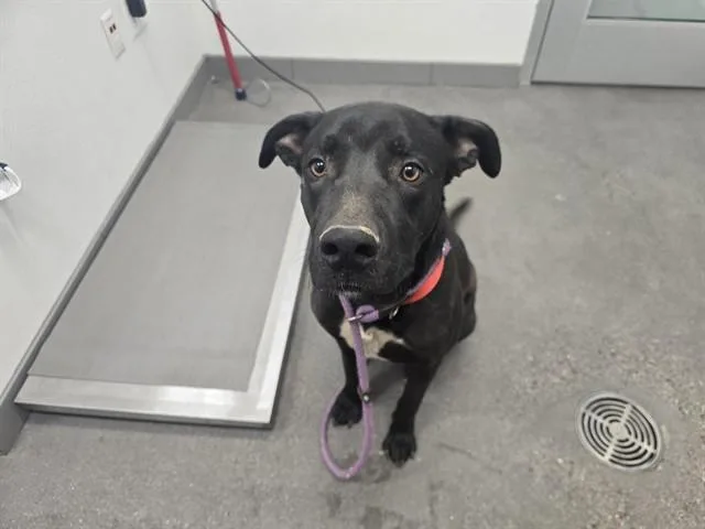 A young large-sized male Labrador Retriever dog named Chester for adoption in Mesa, AZ