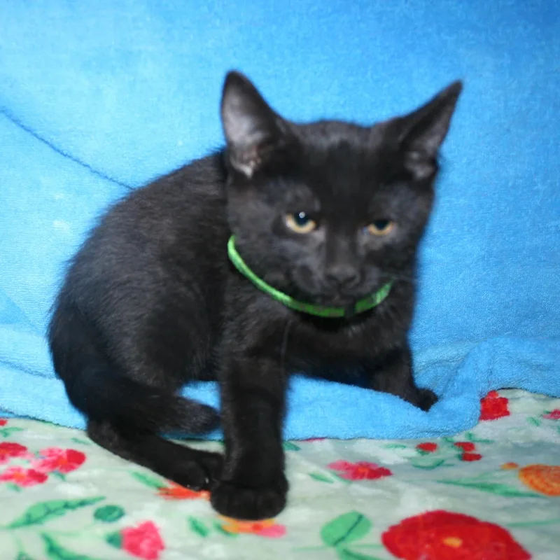 Dewey