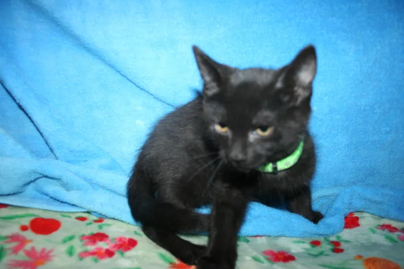 Dewey thumbnail 2