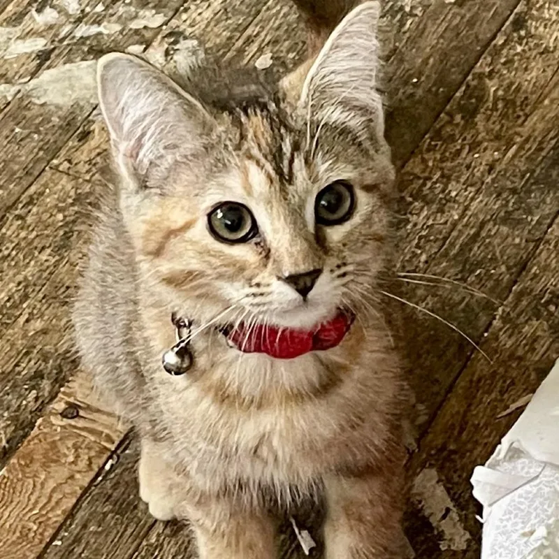 Spaghetti thumbnail 3