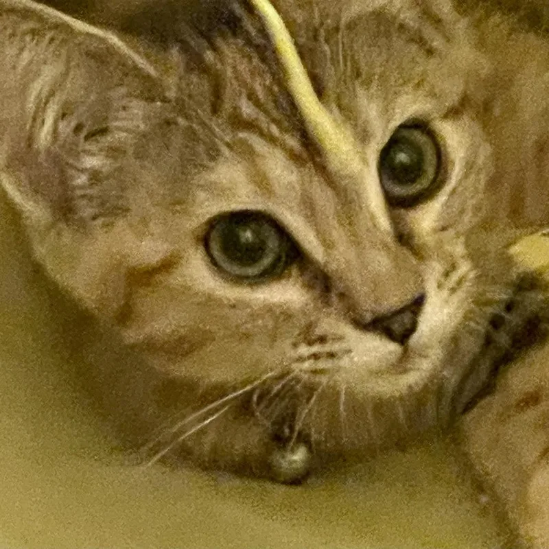 Spaghetti thumbnail 4