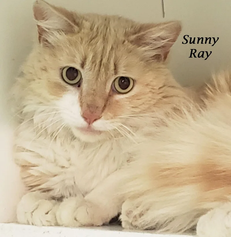 Sunny Ray thumbnail 2