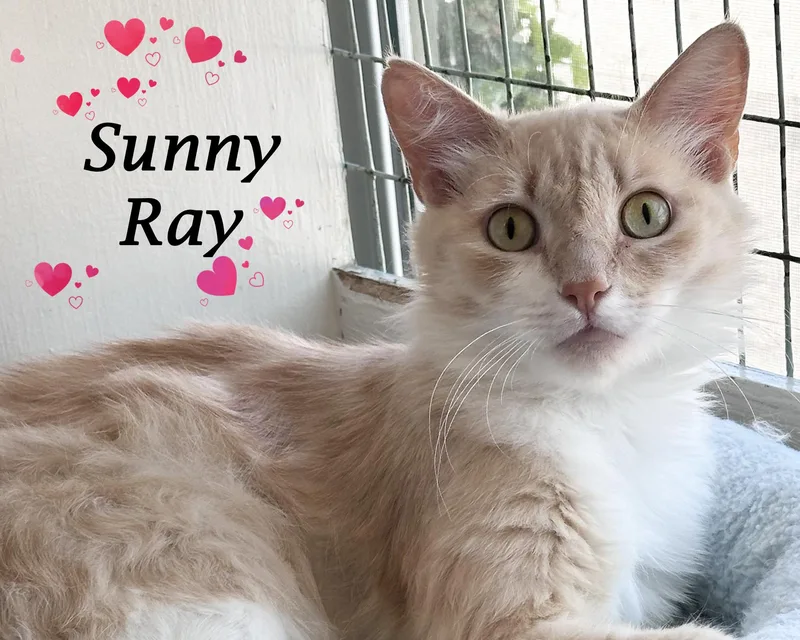 Sunny Ray thumbnail 3