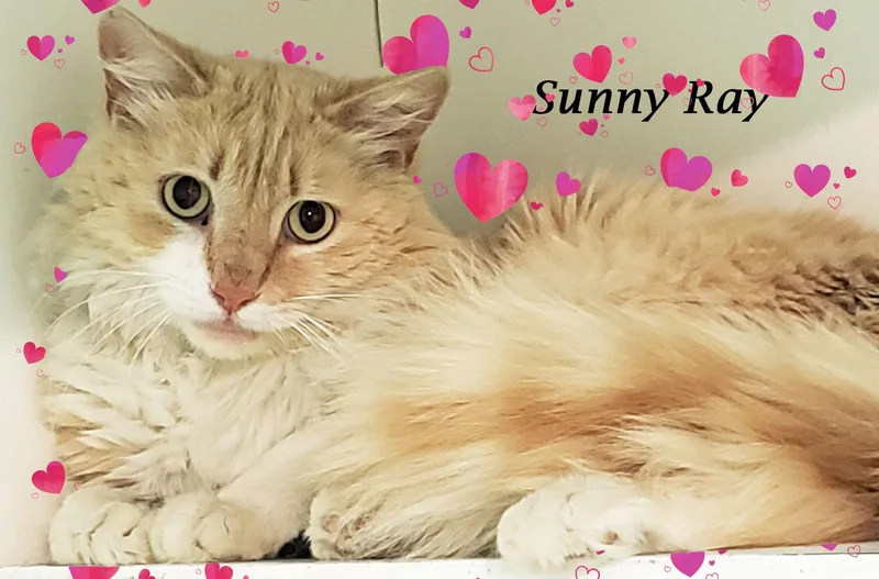 Sunny Ray thumbnail 5