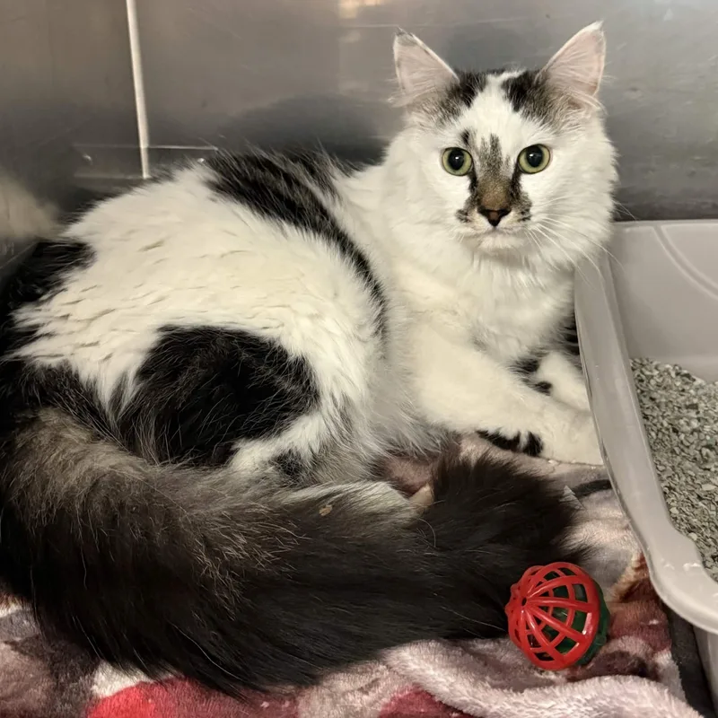 A young large-sized male White Domestic Long Hair cat named Fluffy for adoption in Exeter, RI