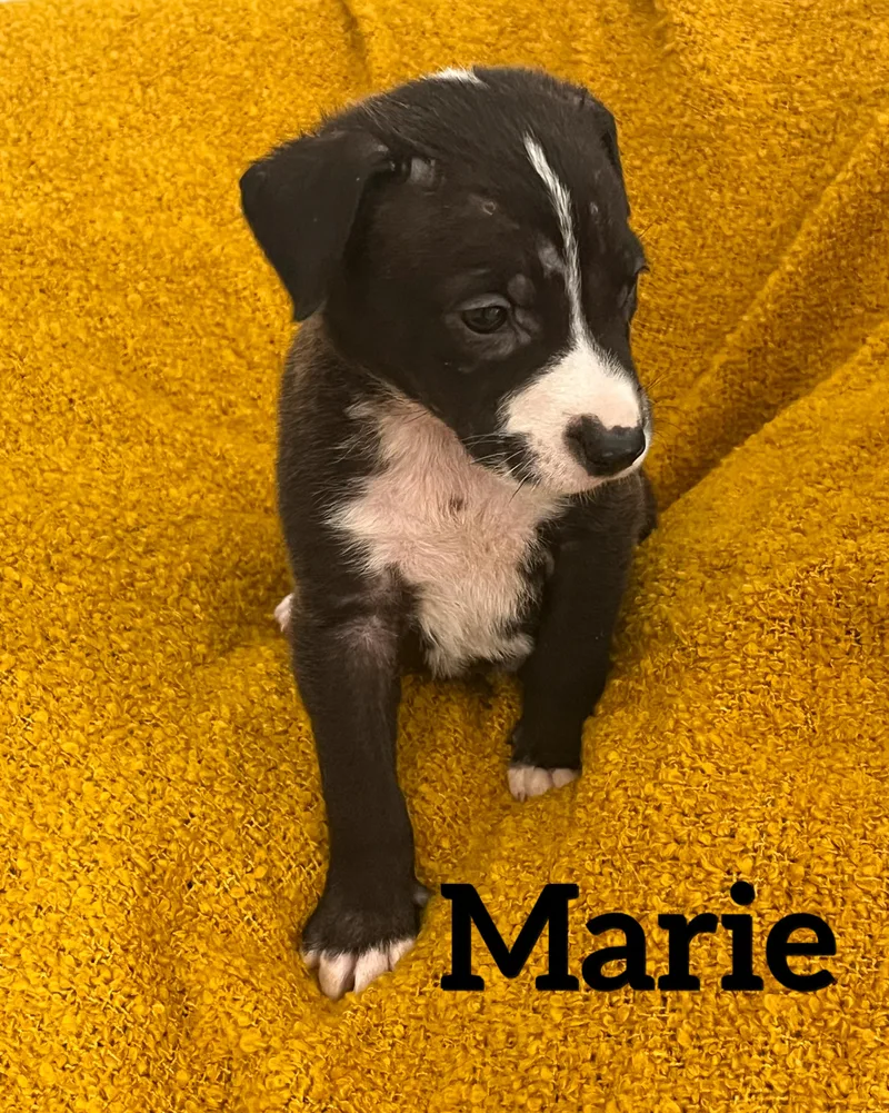 Marie