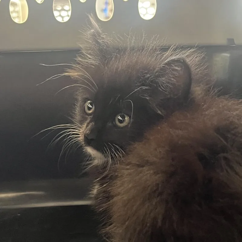 A baby small-sized male Black Domestic Medium Hair cat named Sylvester for adoption in Montgomery, AL