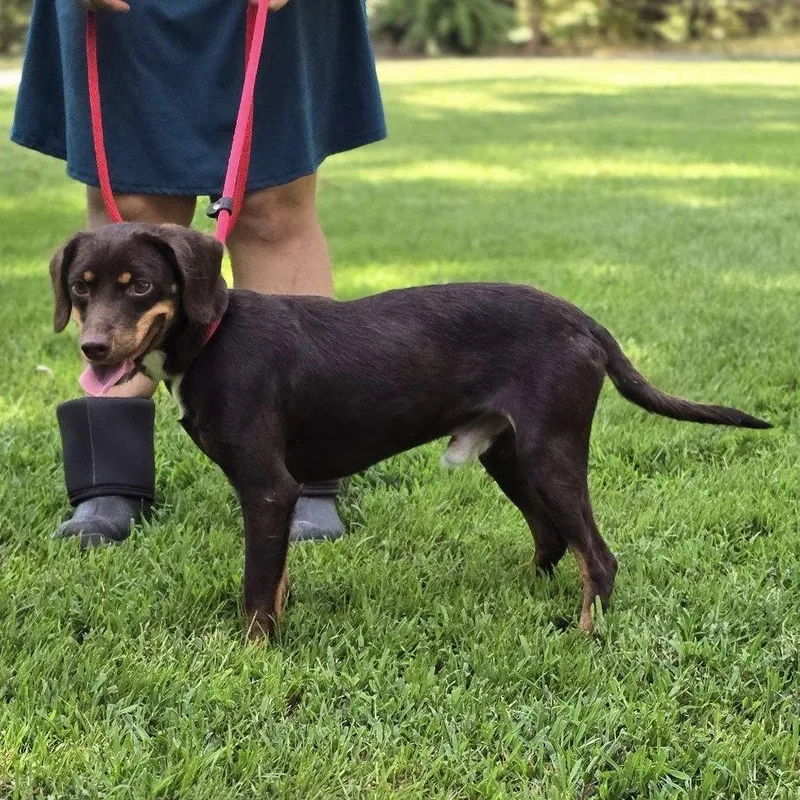 A young medium-sized male Dachshund dog named Frankie for adoption in Locust Fork, AL