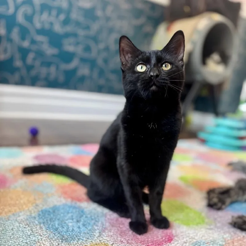 A baby small-sized female Black Domestic Short Hair cat named Amber for adoption in Westhampton, NY