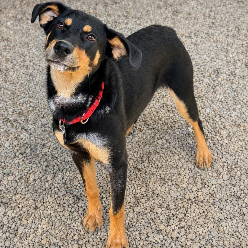 A young medium-sized female Black Australian Kelpie dog named Livy for adoption in Hopkinton, MA