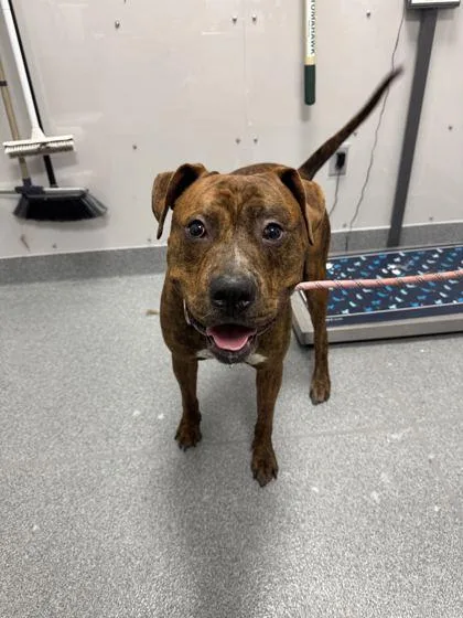 An adult large-sized male Pit Bull Terrier dog named Apollo for adoption in Sevierville, TN