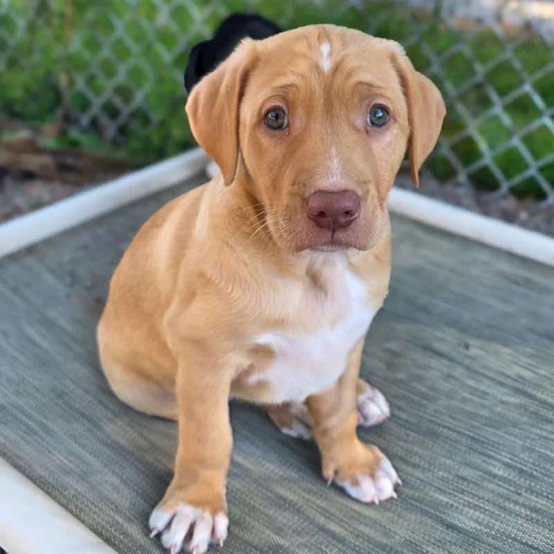 A baby medium-sized male Yellow / Tan / Blond / Fawn Mixed Breed dog named Pumpkin for adoption in Glenfield, NY