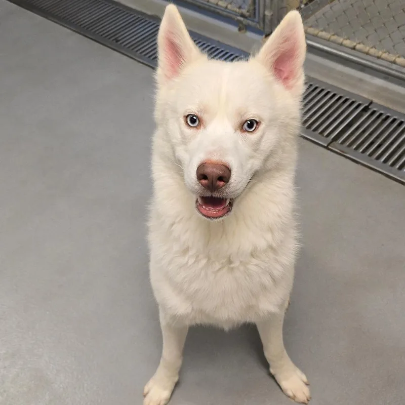 An adult medium-sized male Husky dog named Milo for adoption in Milan, IL