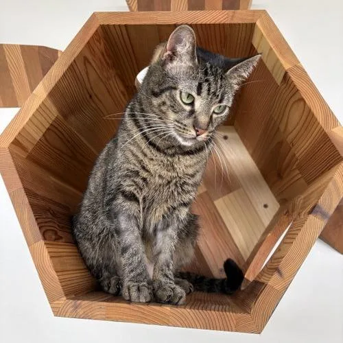 An adult small-sized female Brown / Chocolate Domestic Short Hair cat named Gertie for adoption in Georgetown, KY