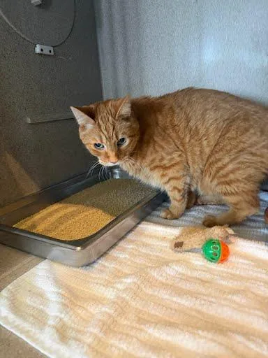 A senior medium-sized male Domestic Short Hair cat named Dallas for adoption in Washington, DC