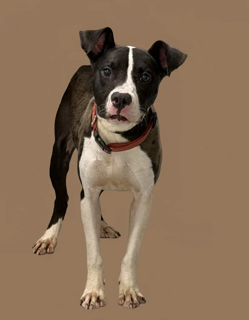 A young medium-sized female Black Terrier dog named Pickle for adoption in Plaquemine, LA