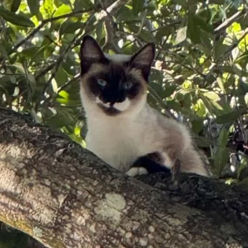 A baby small-sized female Siamese cat named Oakley for adoption in Tampa, FL