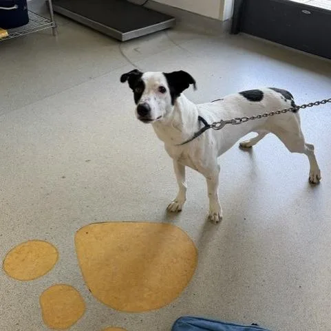 An adult small-sized female White / Cream Jack Russell Terrier dog named Lamb for adoption in Nashville, TN